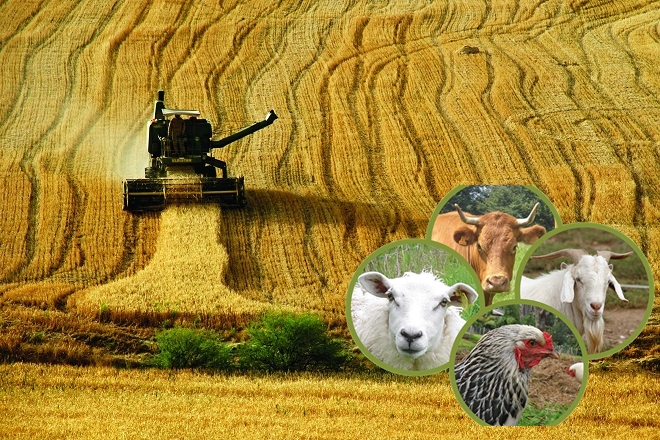 Tarım Hayvancılık Üretim Pazarlama